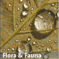 Flora & Fauna